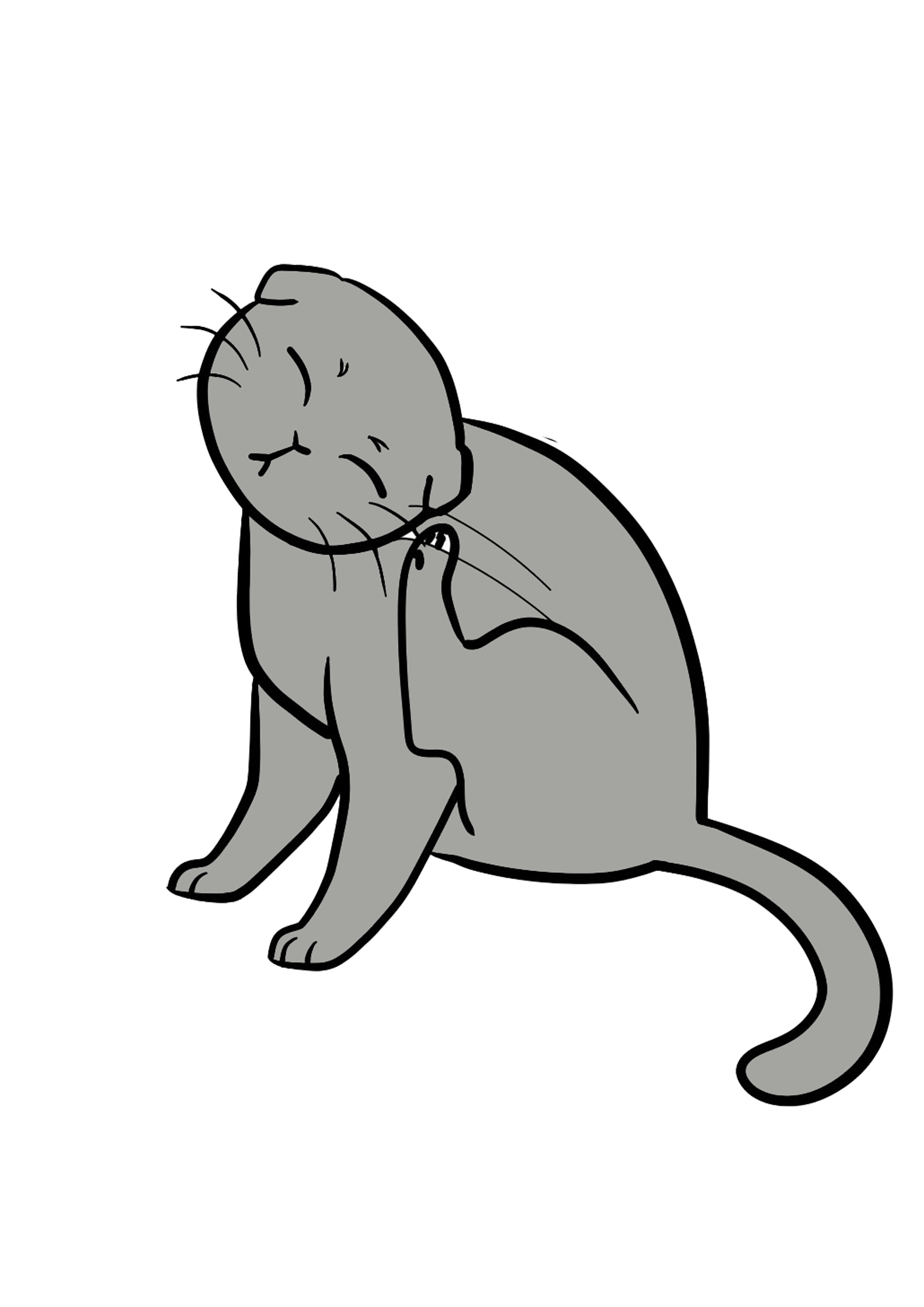 Bella the cat scratching an itch
